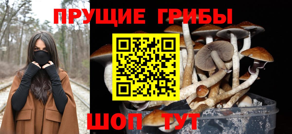 Псилоцибиновые грибы GOLDEN TEACHER  Вход с VPN  Дятьково  Псилоцибиновые грибы MAGIC MUSHROOMS 